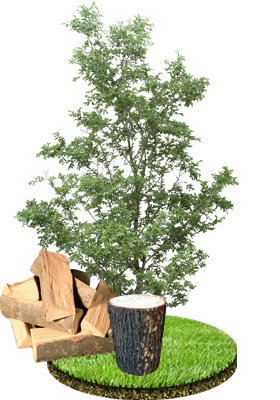 Дрова из осины